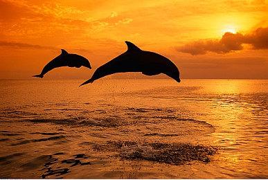 自如应对油价 《加油站大亨》全新DLC“潮汐波”公布